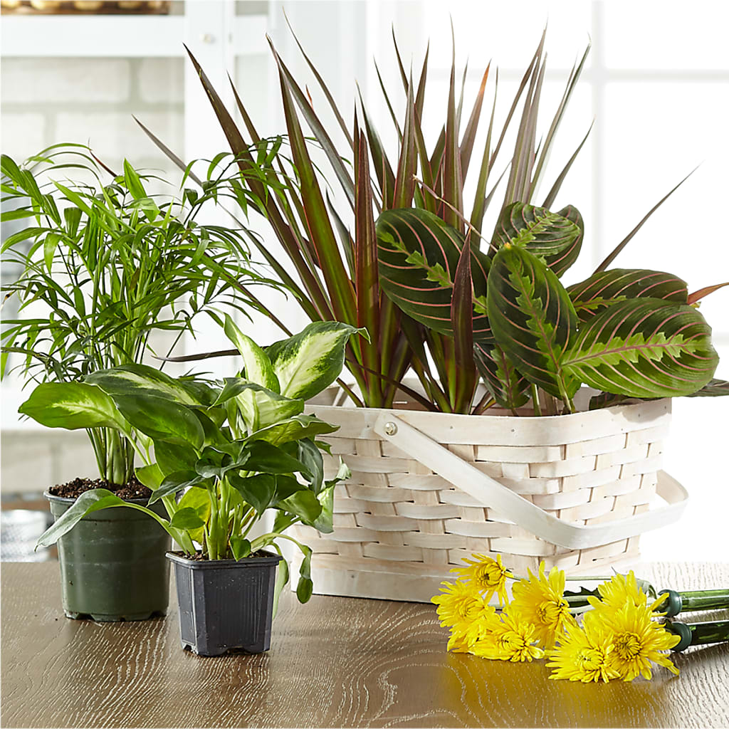 Florist Designed Blooming and Green Plants in a Basket – Park Merced Florist, Corona CA