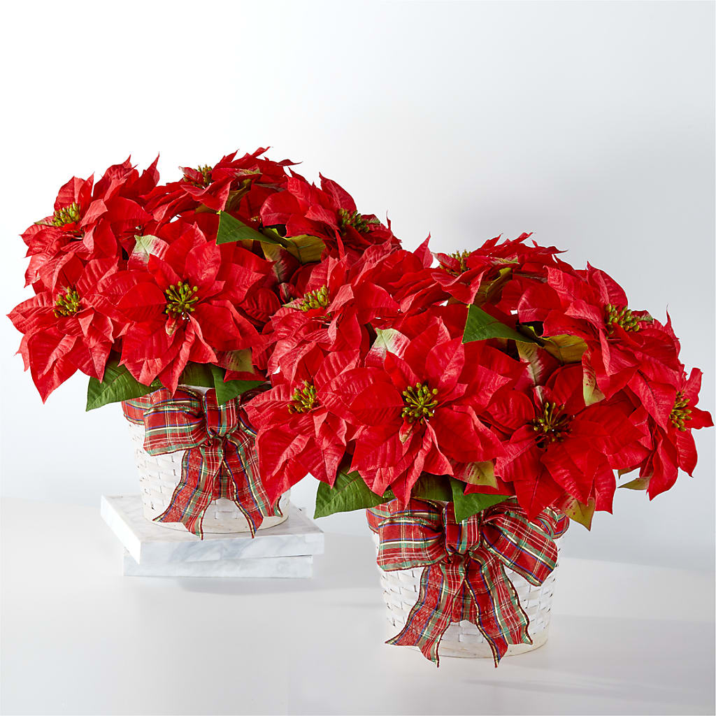 Happiest Holidays Poinsettia Bundle – Park Merced Florist, Corona CA