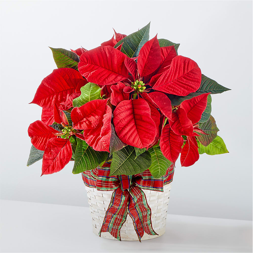 Happiest Holidays Poinsettia – Park Merced Florist, Corona CA