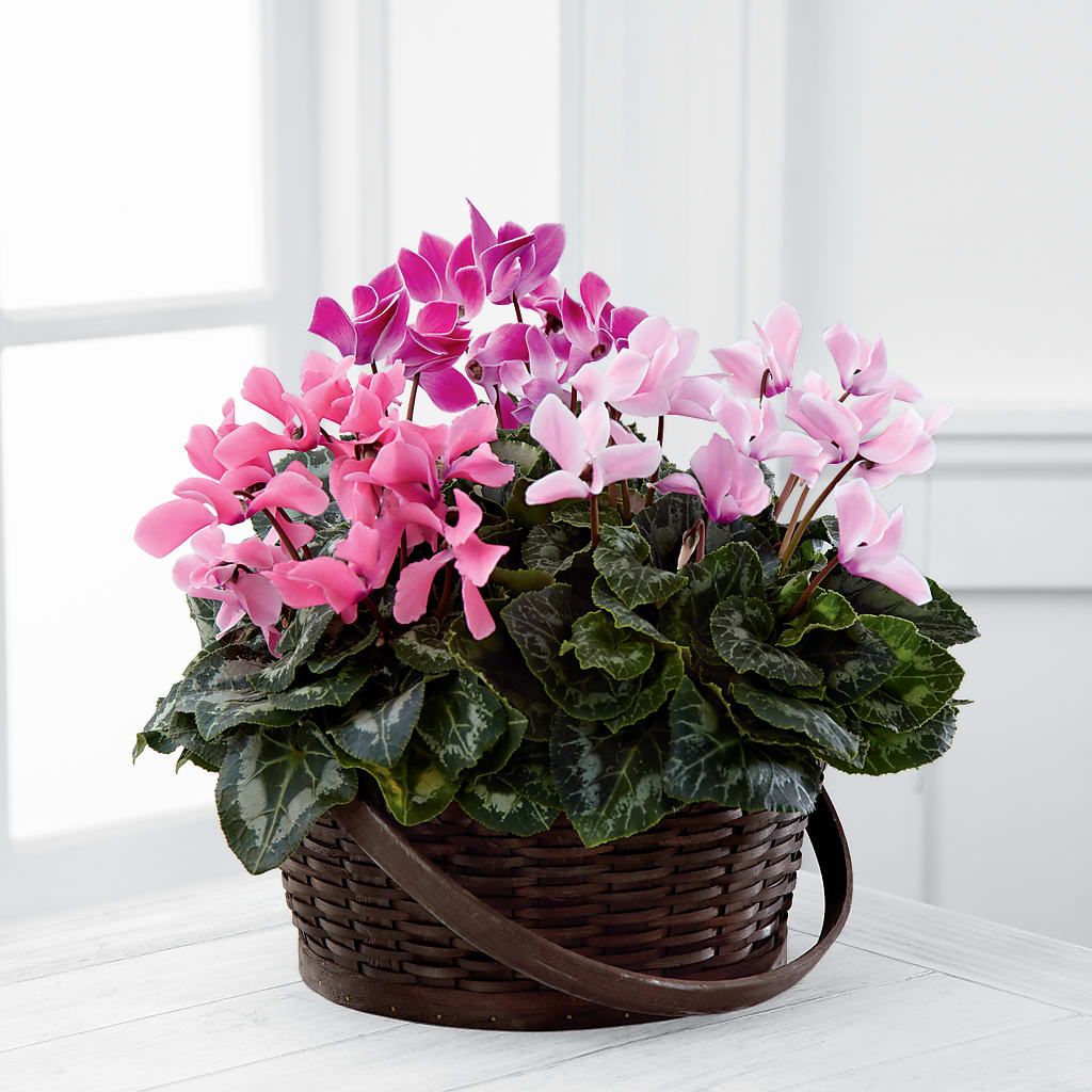Mixed Cyclamen Planter – Park Merced Florist, Corona CA