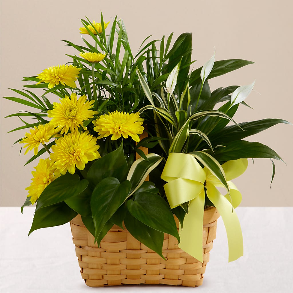 Loving Light Dishgarden – Park Merced Florist, Corona CA