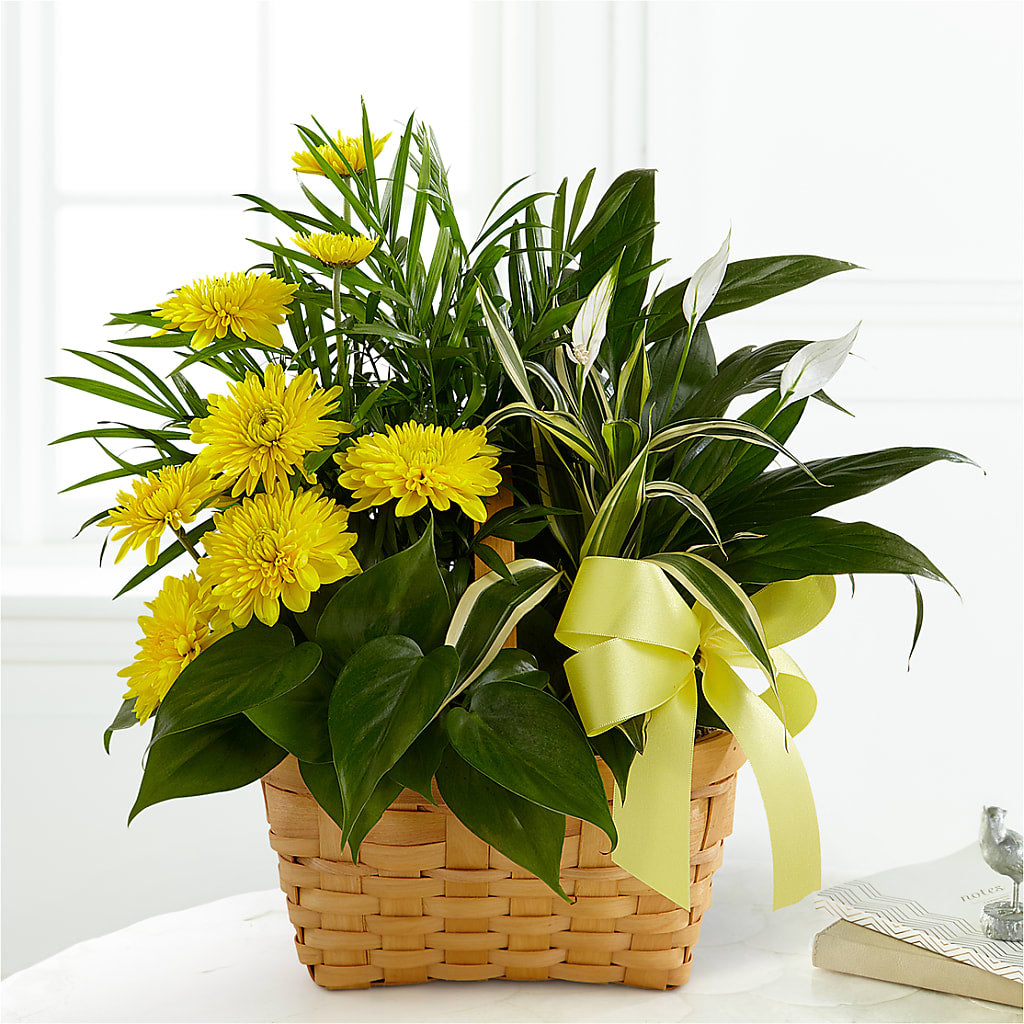Loving Light Dishgarden – Park Merced Florist, Corona CA