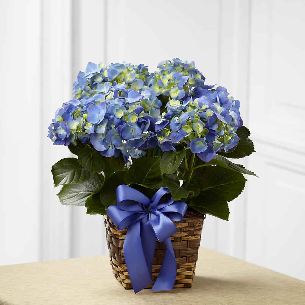 Blue Hydrangea Planter – Park Merced Florist, Corona CA
