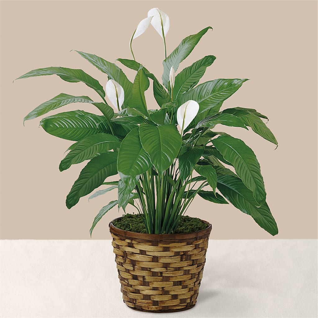 Tranquil Moments Peace Lily Plant – Park Merced Florist, Corona CA