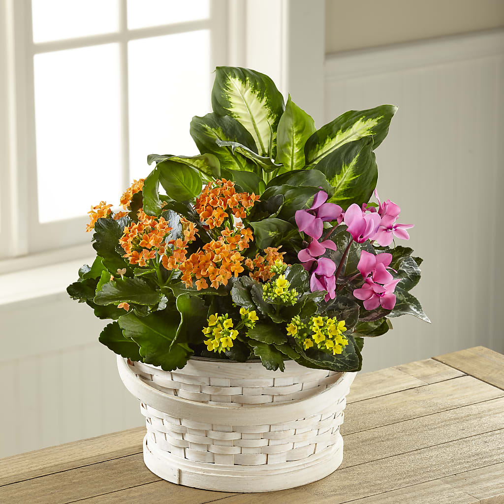 Color Crush Dishgarden – Park Merced Florist, Corona CA