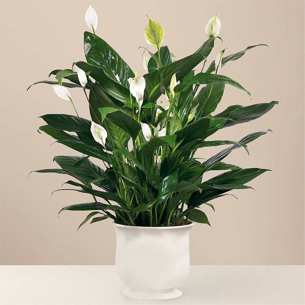 Comfort Planter – Park Merced Florist, Corona CA
