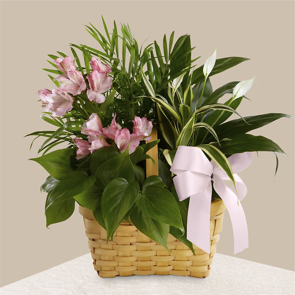 Living Spirit Dishgarden – Park Merced Florist, Corona CA