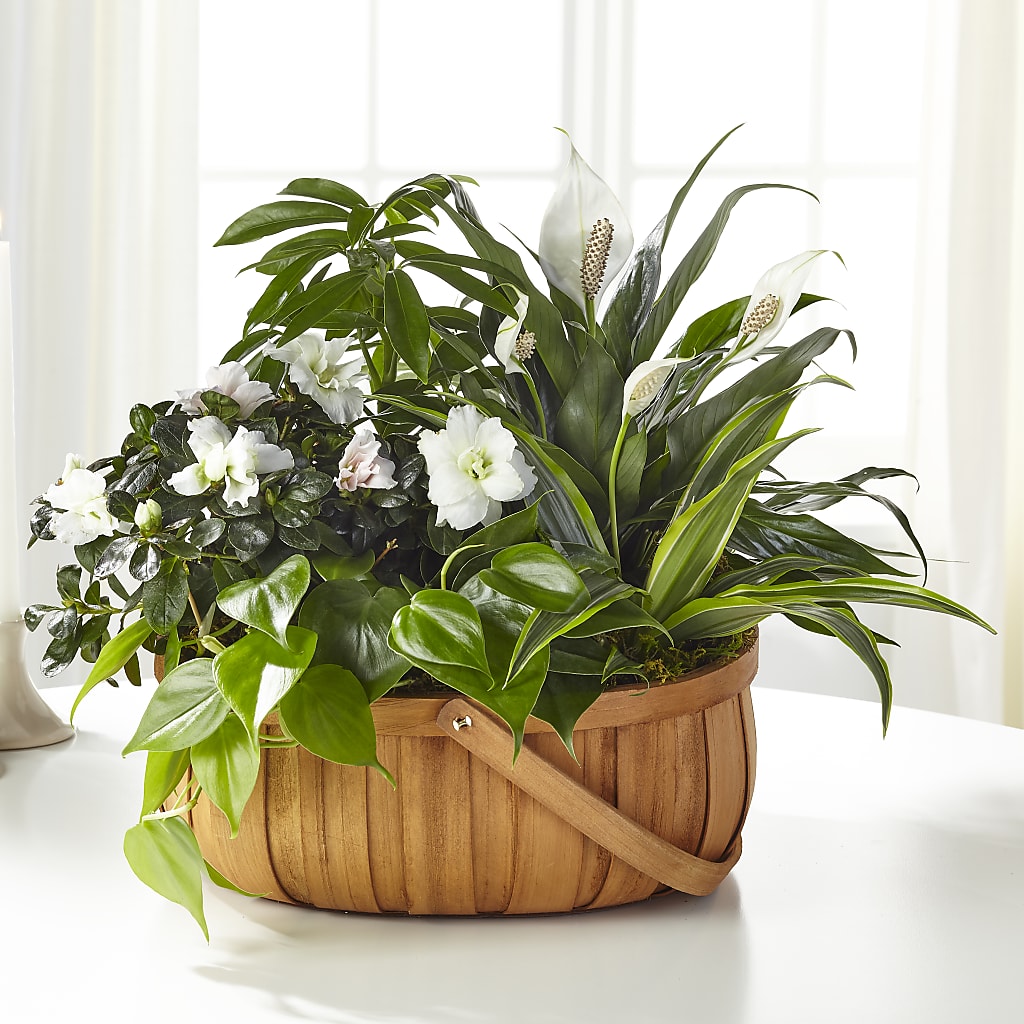 Serene Dishgarden – Park Merced Florist, Corona CA
