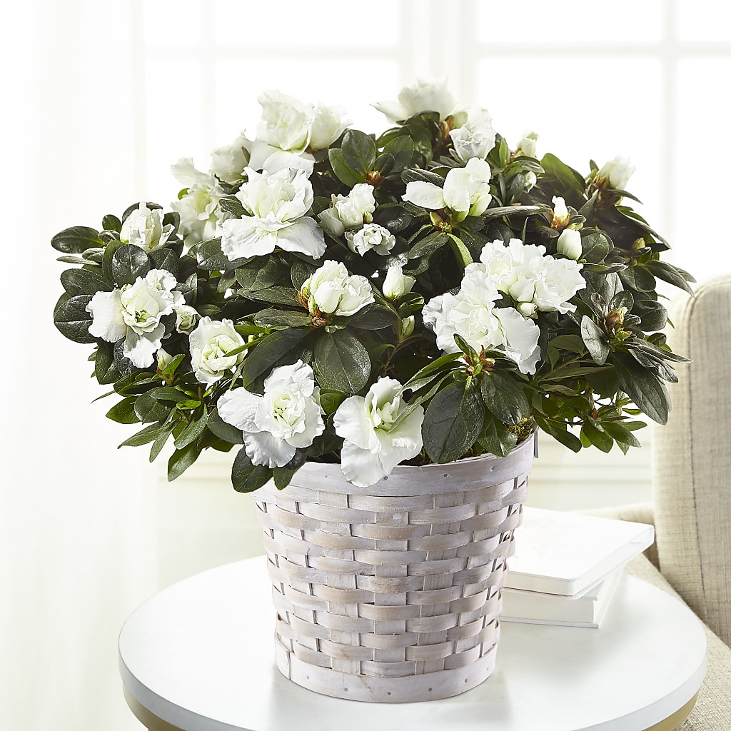White Azalea Plant – Park Merced Florist, Corona CA