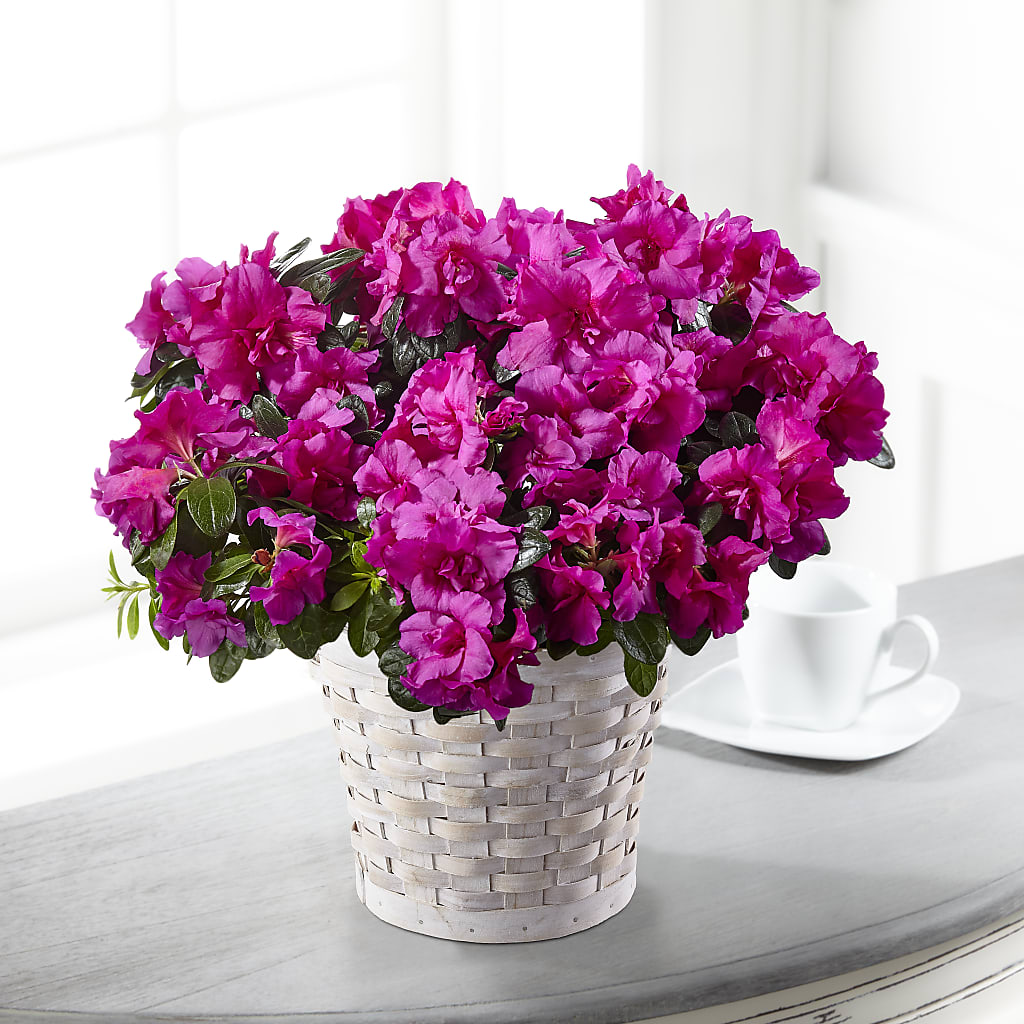 Hope & Serenity Azalea Plant – Park Merced Florist, Corona CA