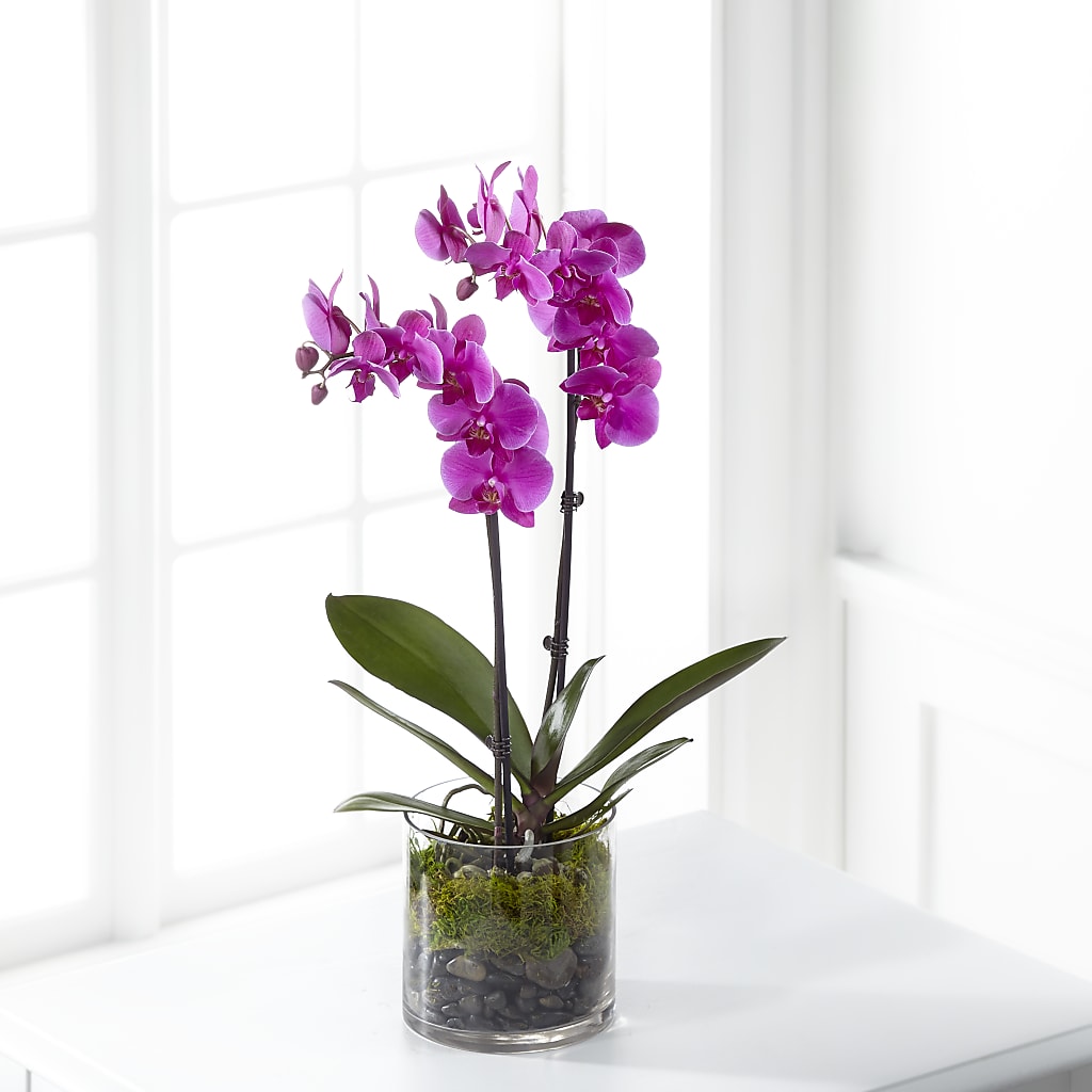 Pink Orchid Plant – Park Merced Florist, Corona CA