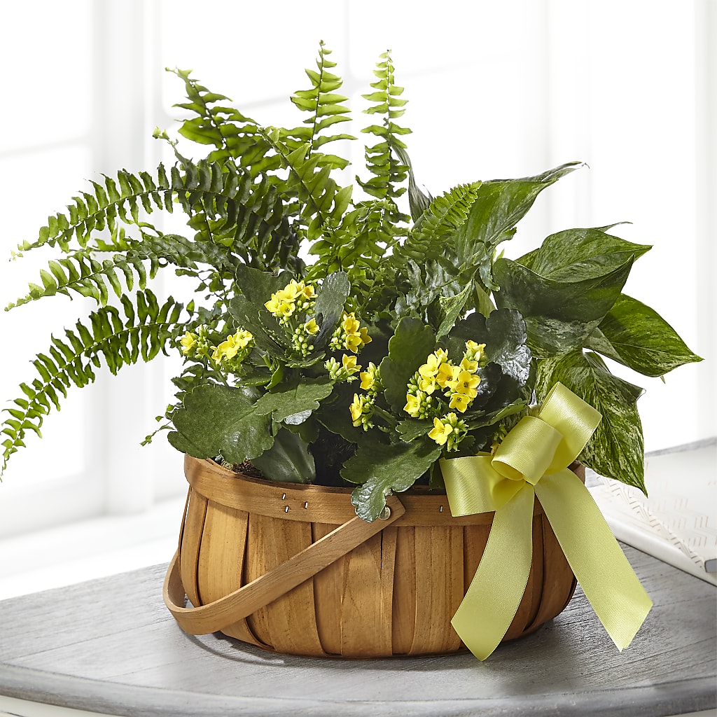Always Dear Dishgarden – Park Merced Florist, Corona CA