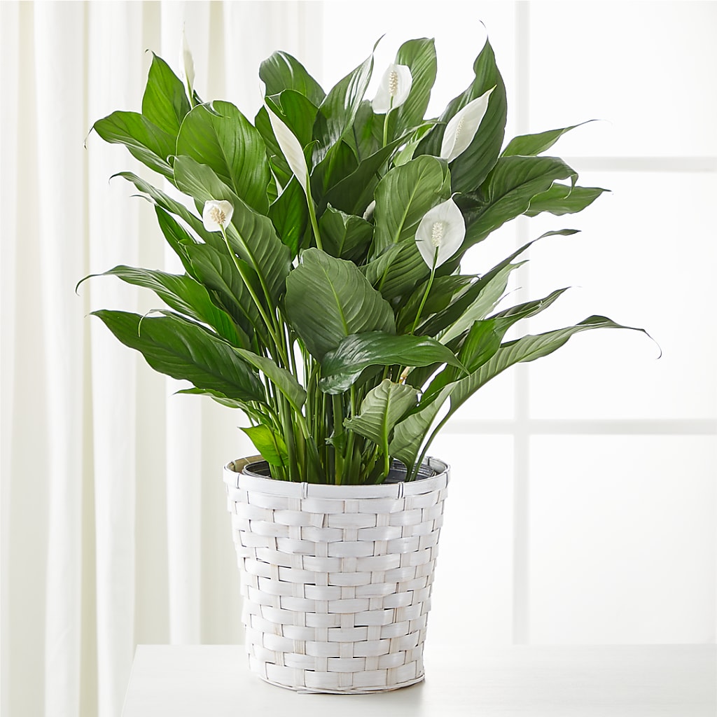 A New Leaf Peace Lily – Park Merced Florist, Corona CA