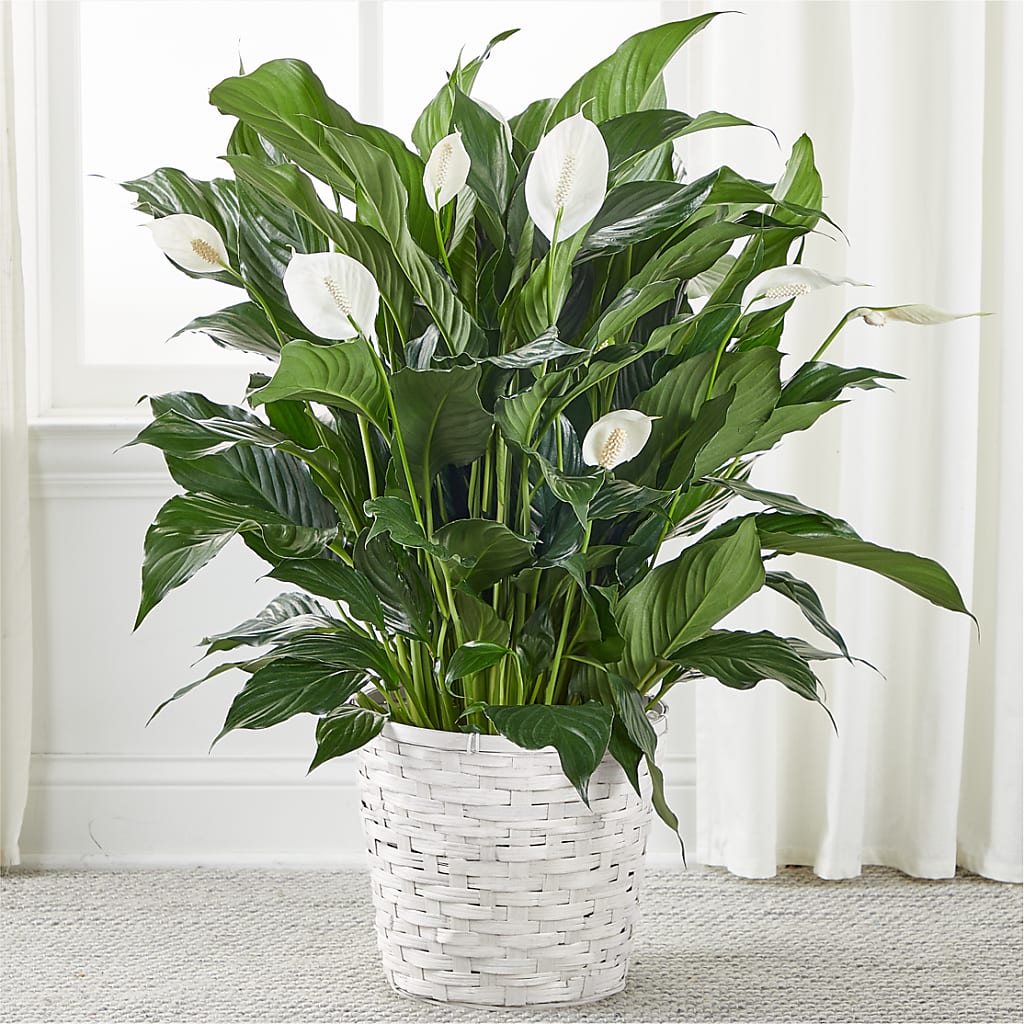 A New Leaf Peace Lily – Park Merced Florist, Corona CA