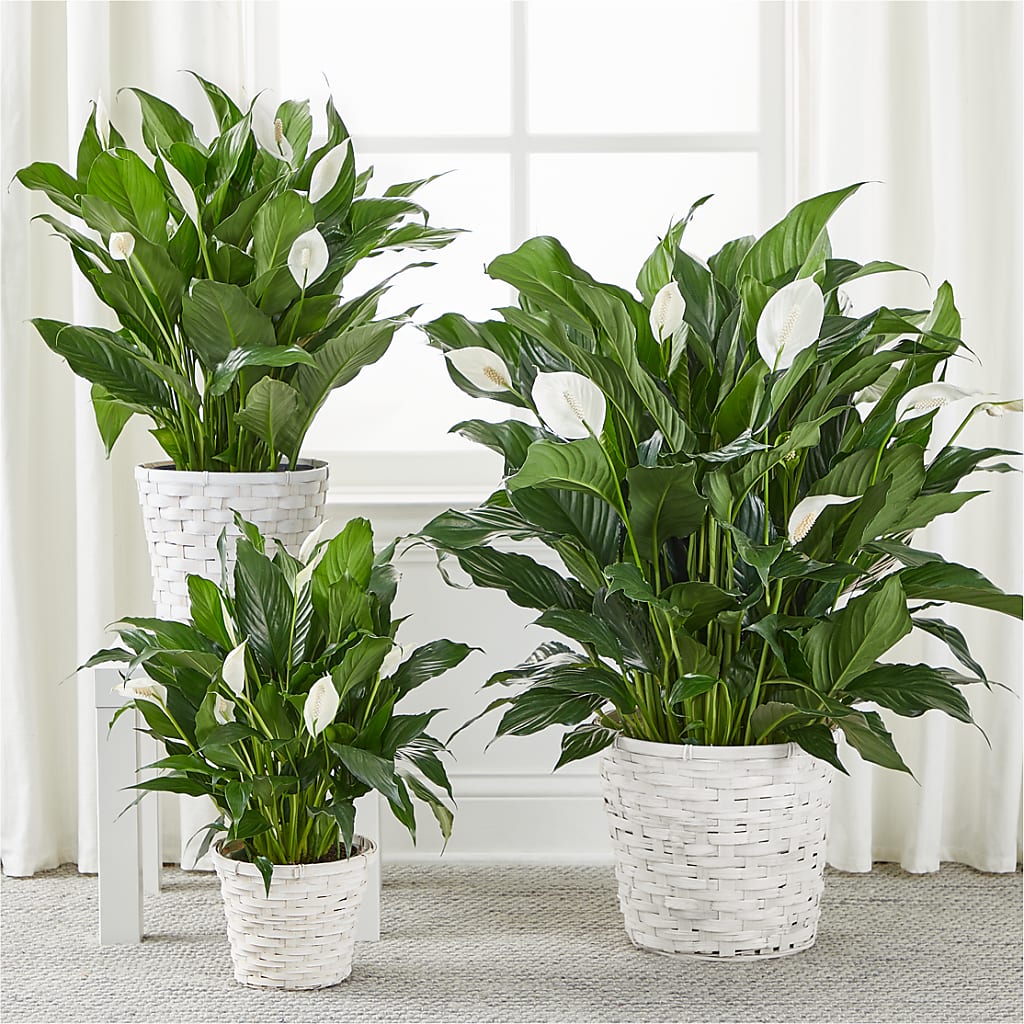 A New Leaf Peace Lily – Park Merced Florist, Corona CA