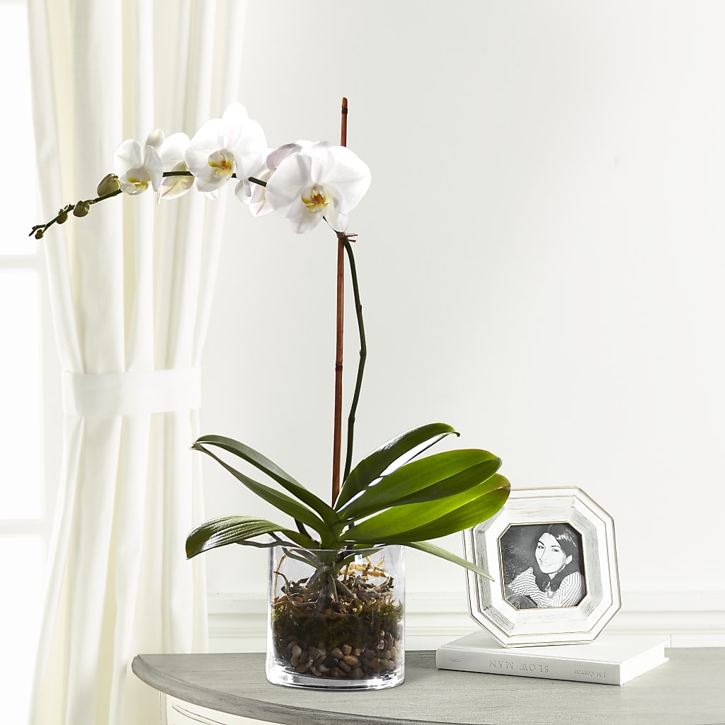 White Orchid Planter – Park Merced Florist, Corona CA