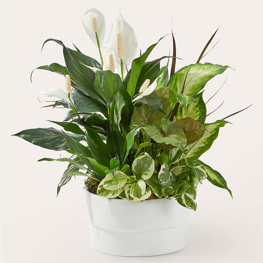 Radiating Positivity Dishgarden – Park Merced Florist, Corona CA