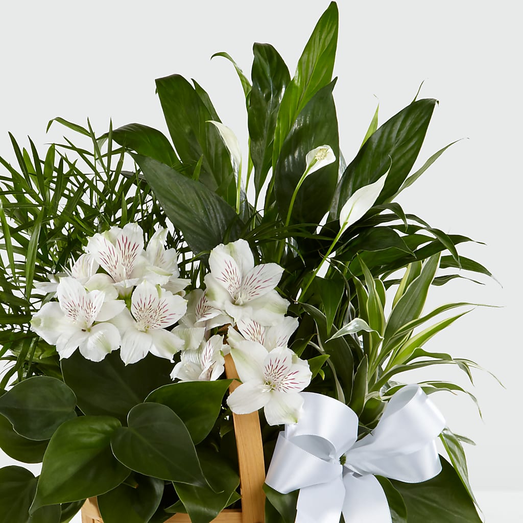 Peace & Serenity Dishgarden –  Park Merced Florist, Corona CA