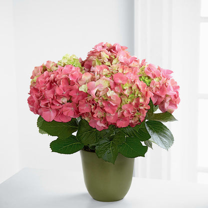 Pink Hydrangea Planter –  Park Merced Florist, Corona CA