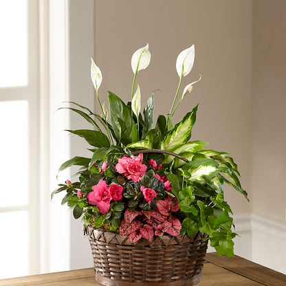 Dream in Pink Dishgarden –  Park Merced Florist, Corona CA