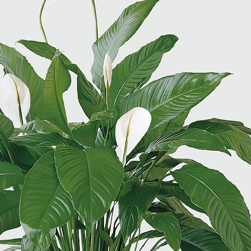 Tranquil Moments Peace Lily Plant –  Park Merced Florist, Corona CA