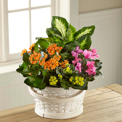 Color Crush Dishgarden –  Park Merced Florist, Corona CA