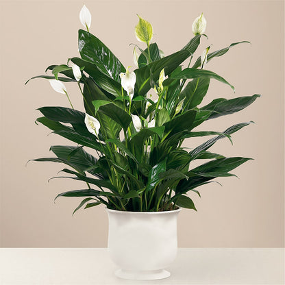 Comfort Planter –  Park Merced Florist, Corona CA