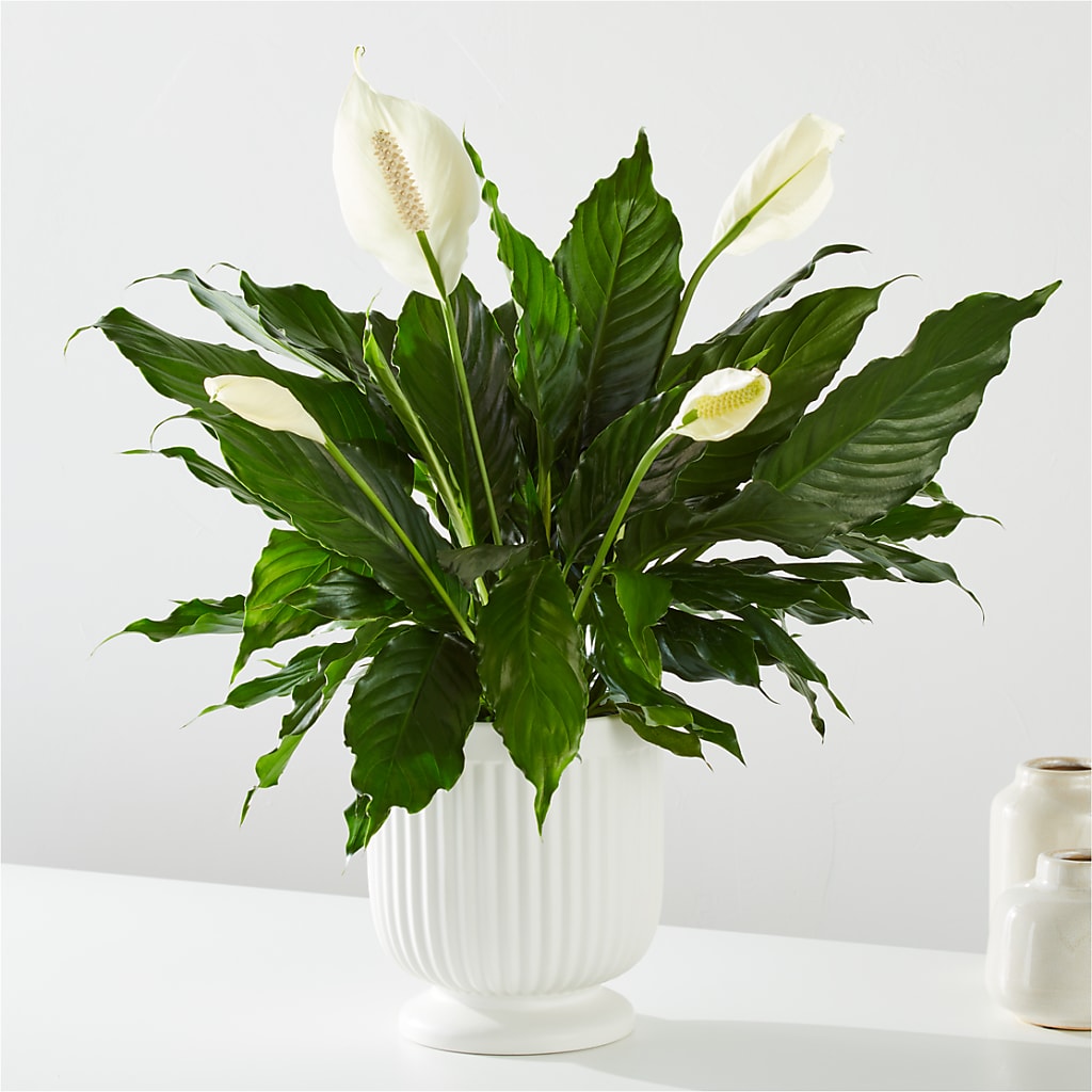 Comfort Planter –  Park Merced Florist, Corona CA