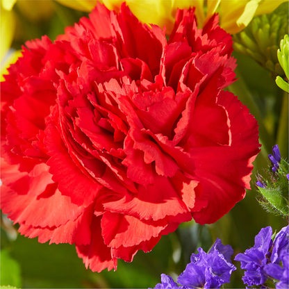 Brighter Days Bouquet –  Park Merced Florist, Corona CA