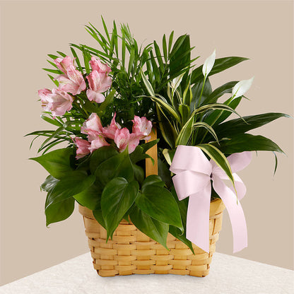 Living Spirit Dishgarden –  Park Merced Florist, Corona CA
