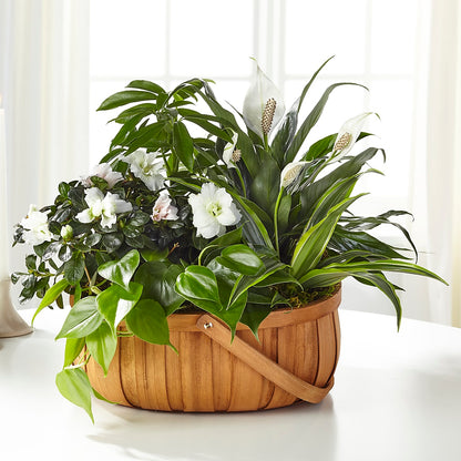 Serene Dishgarden –  Park Merced Florist, Corona CA