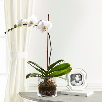White Orchid Planter –  Park Merced Florist, Corona CA